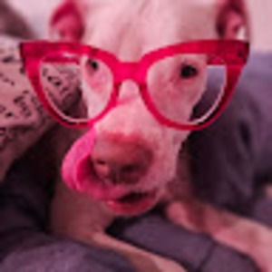 Meet your Posher, Nicky the rebel